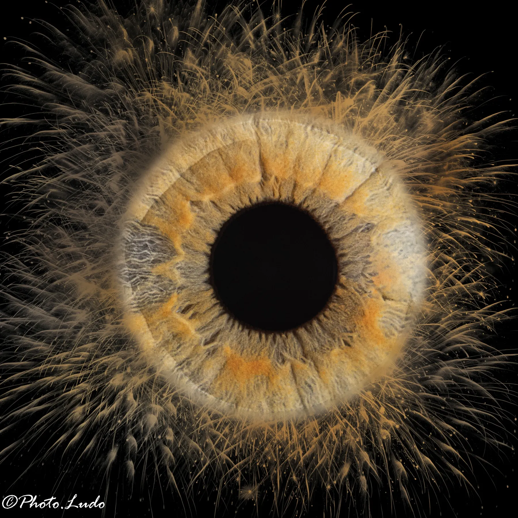 Photographie d’iris par PHOTO.LUDO
