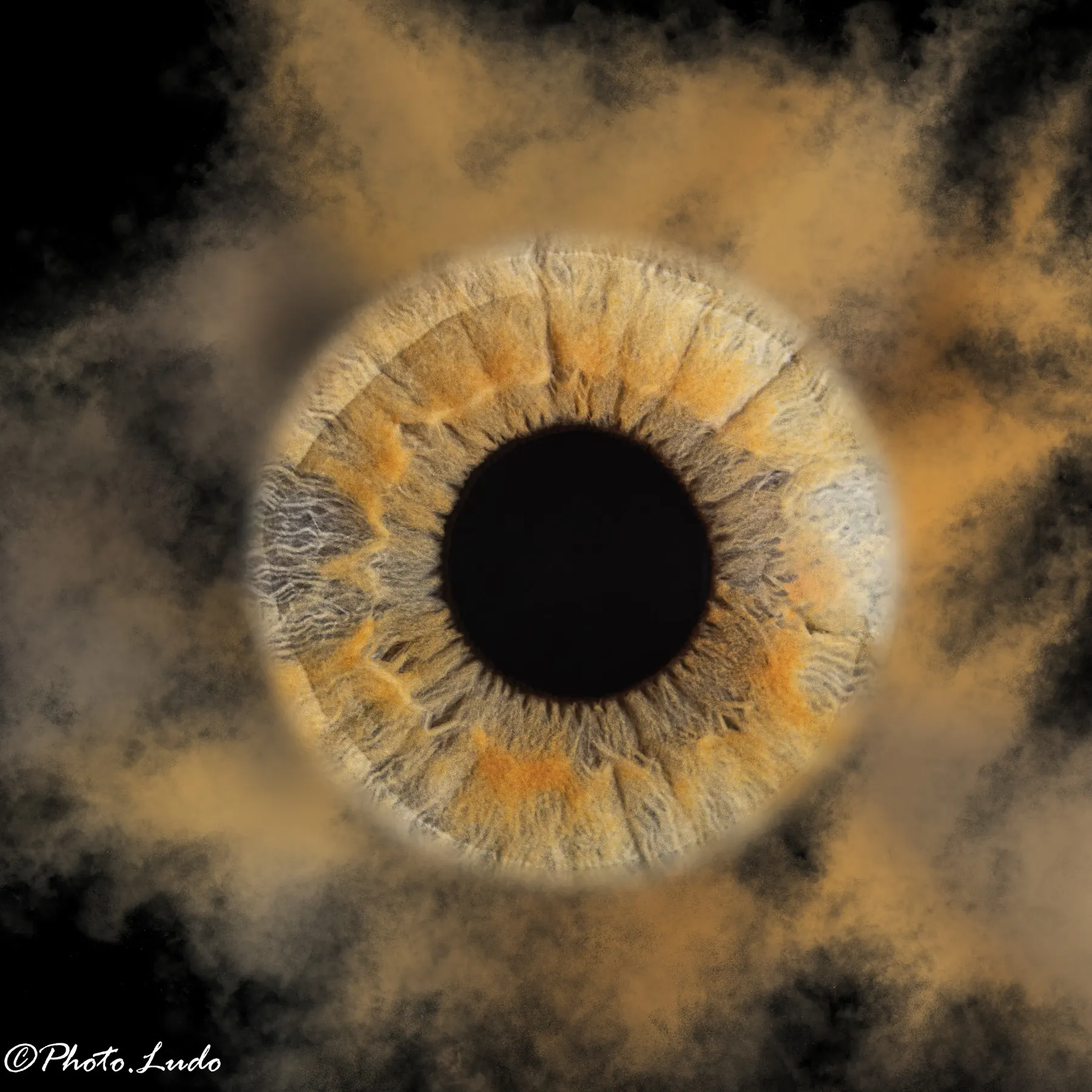 Iris — photographie PHOTO.LUDO 2