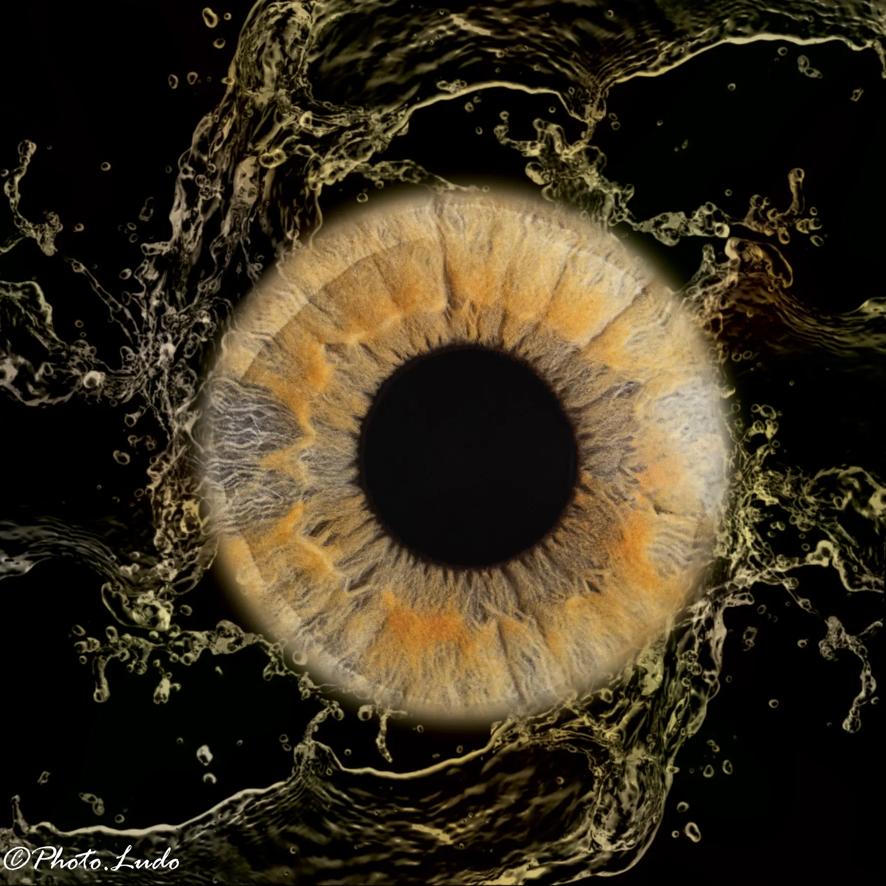 Iris — photographie PHOTO.LUDO 3