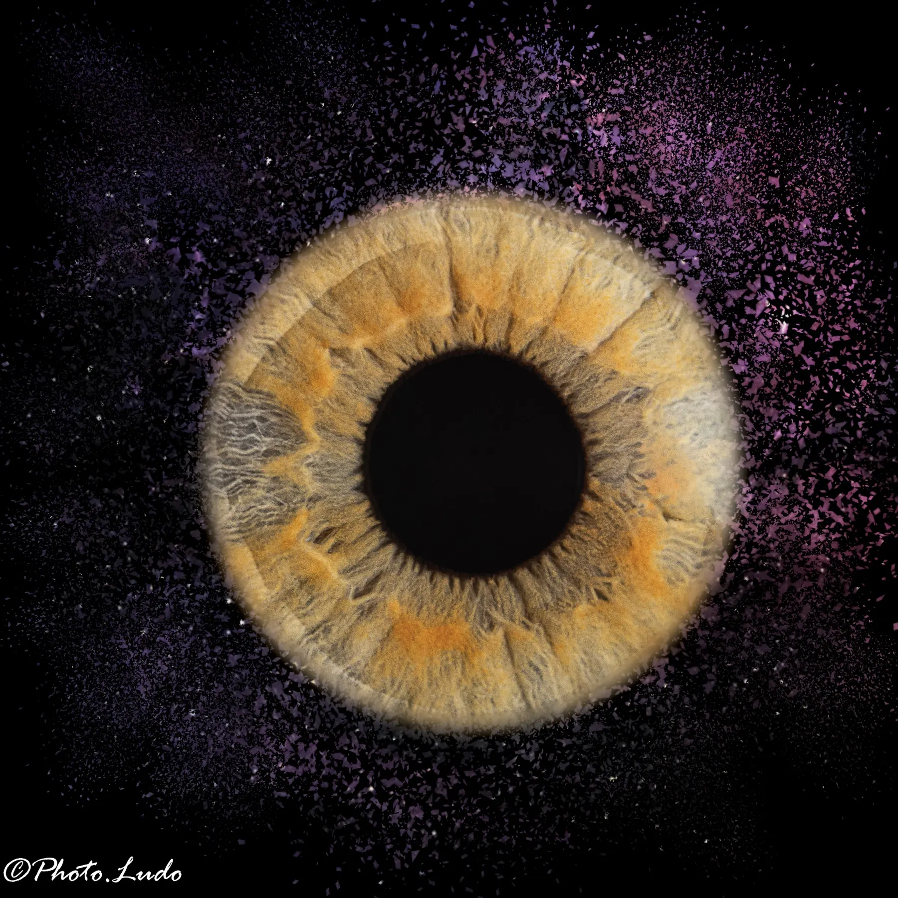 Iris — photographie PHOTO.LUDO 4